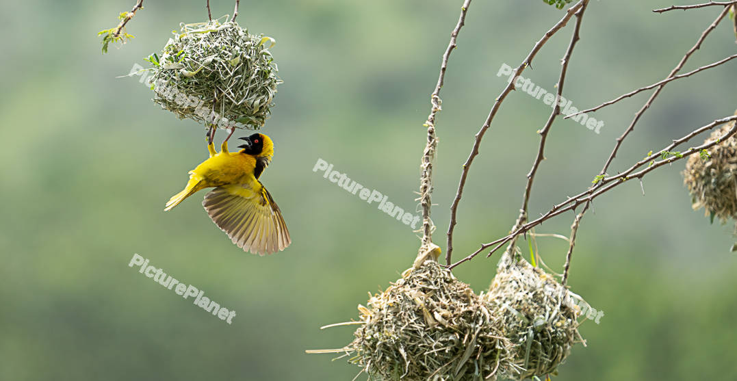 Southern Masked Weaver